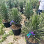 Juka vláknitá (Yucca filifera) - výška 70-80 cm, kont. C35L (-15°C)